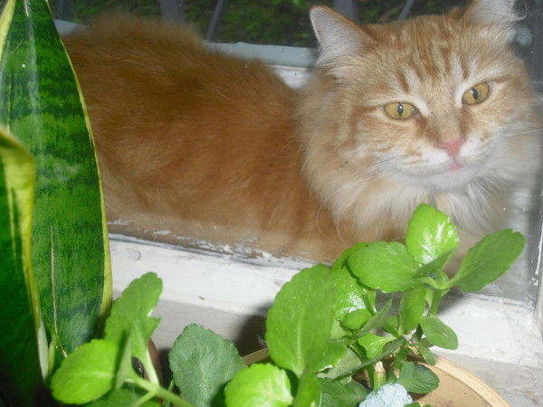 Ольга Петрова