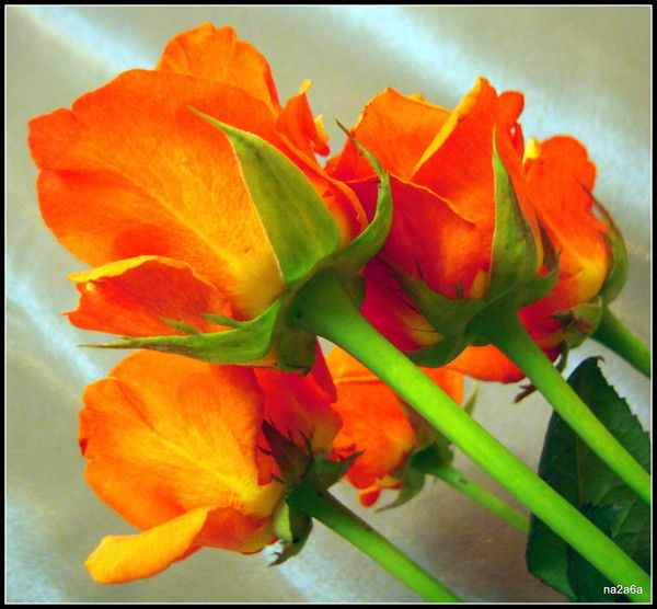 Талшын Жомарт