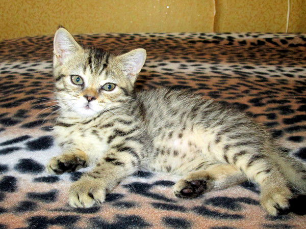 Виктория Мещерякова