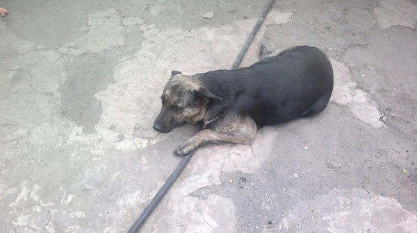 Друг Человека