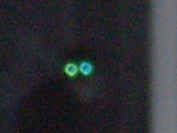 Анна Исакова