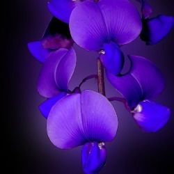 Наташа Шолохова