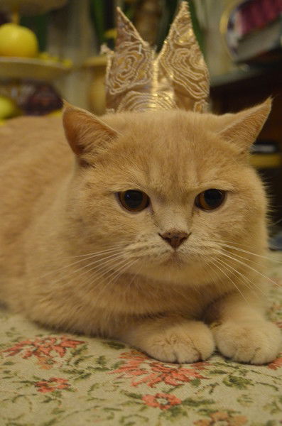 Эльмира Карасева