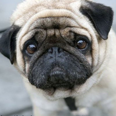 Елена Бурмистрова