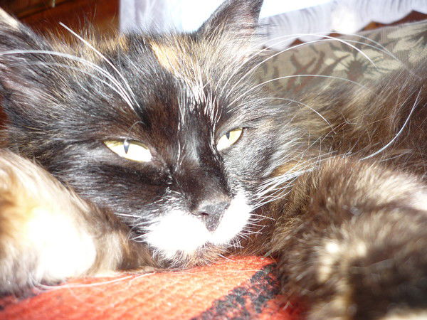 Дмитрий Пашугин