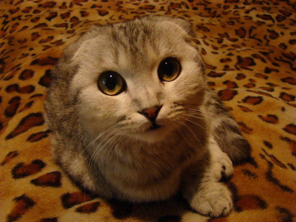 Юля Новикова