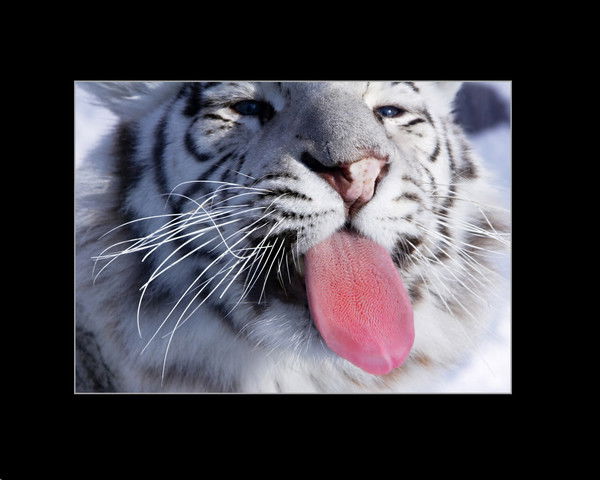 Александр Шереметьев