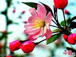 Фазила Еленкулова