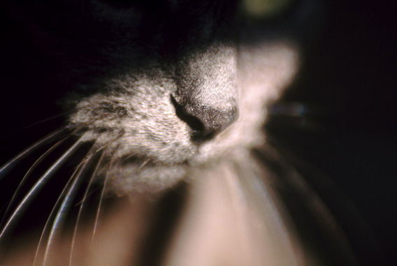 Ирина Гусенкова