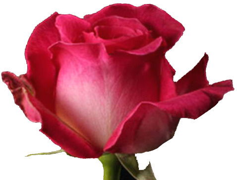 Алма Сердалиева