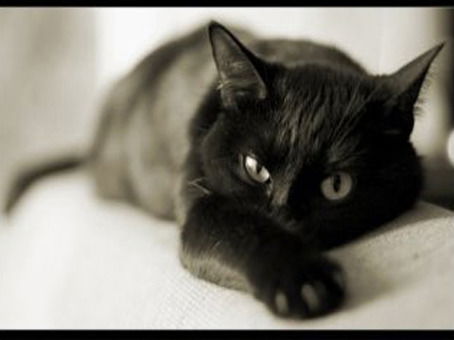 Светлана Агафонова