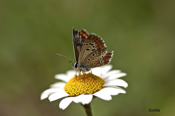 Кристинка ...