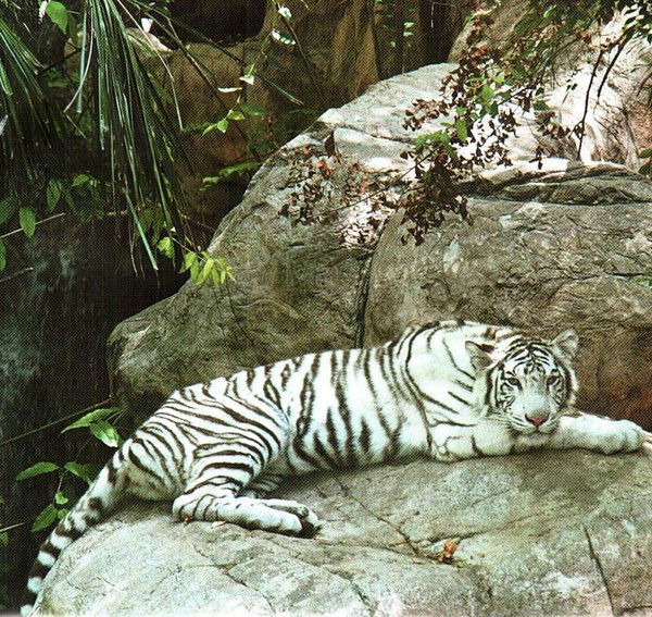 Валерий Смирнов