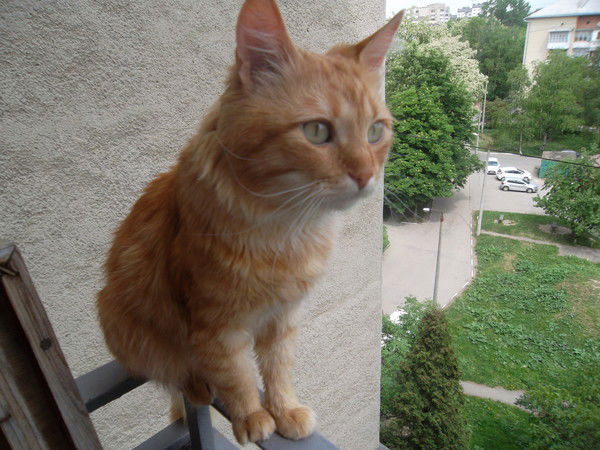 Надежда Куцела