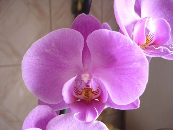 Оксана Аристова