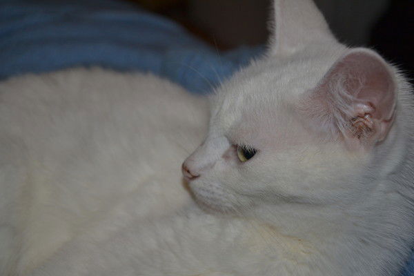 Миледи Яздесьноменянет