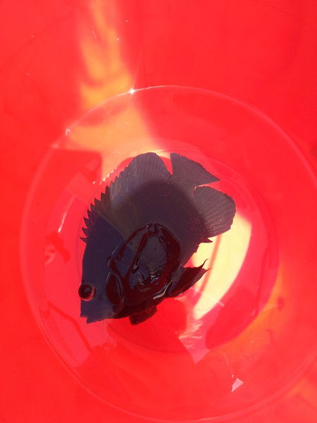 Дима Мальцев