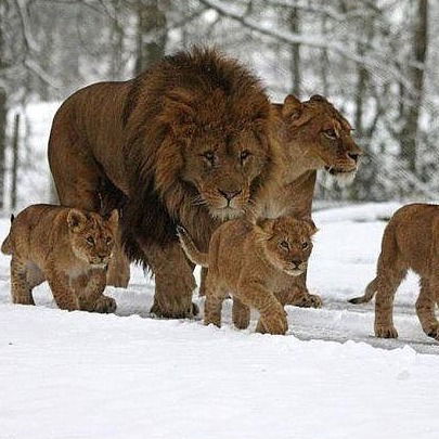 Александр Каримов