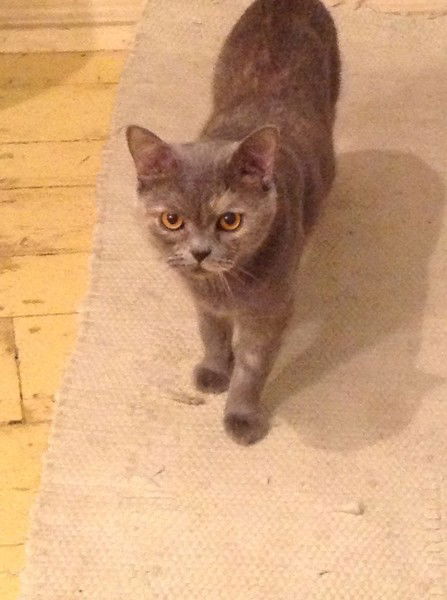 Наталья Мирошниченко