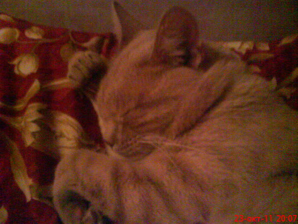 Пётр Марковский