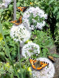 Елена Ержанова