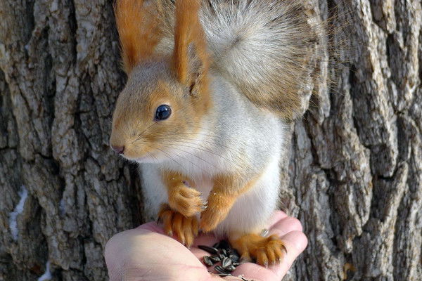 Бухгалтерское Агентство Профит