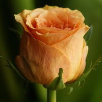 Анна Ельчанинова