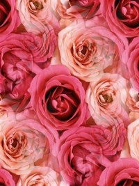 Tамара Искендерова