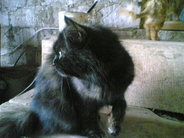 Елена Соснина