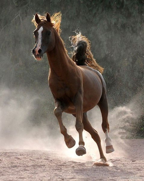 Эдик Фaретдинов