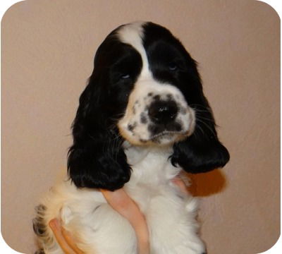 Альбина Подлужная