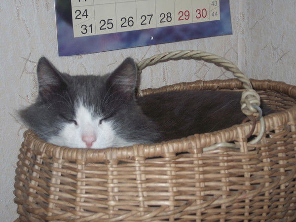 Марина Тройнёнкова