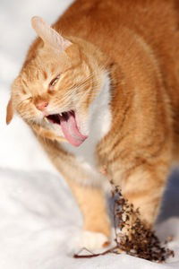 Таня Гущина