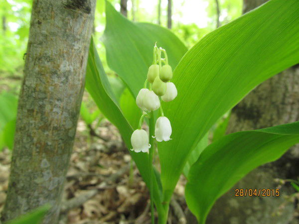 Светлана Мухина