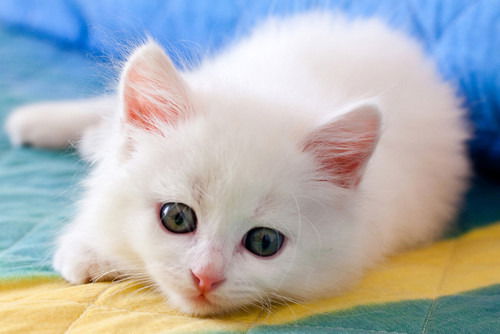 Татьяна Папина