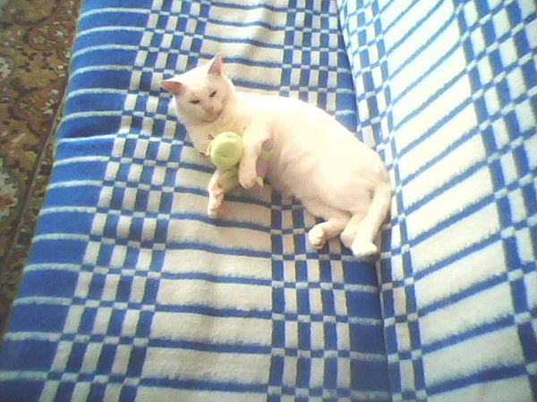 Ростислав Петренко