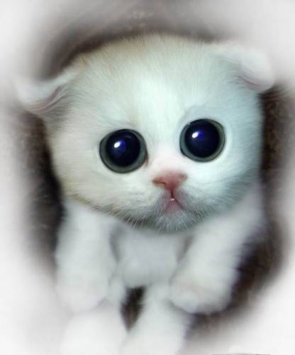 Светлана Тихонова