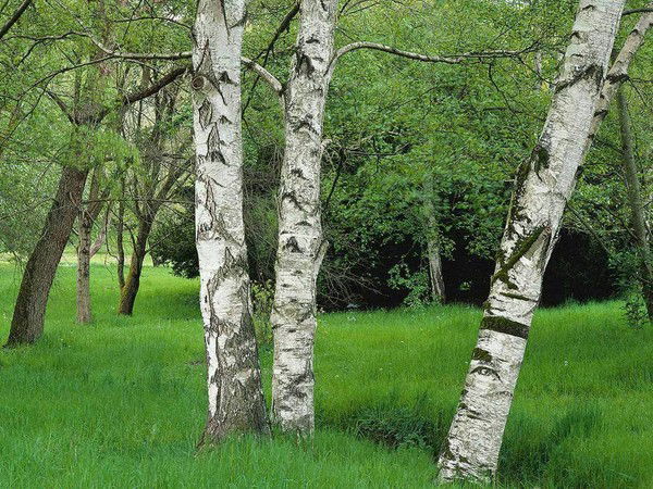 Новобуянское Управление