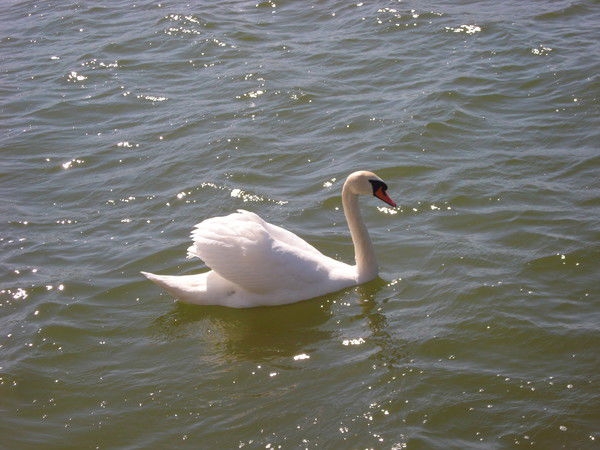 Елена Киндсико