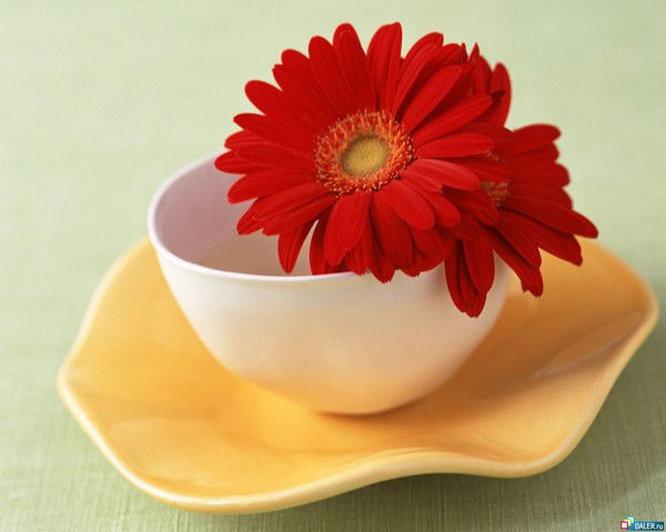 Ирина Перепечина