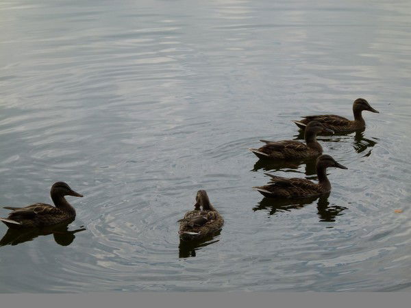 Евгения Белова