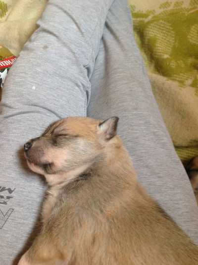 Екатерина Недовба