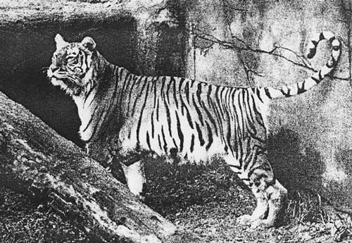 Альнур Кенес