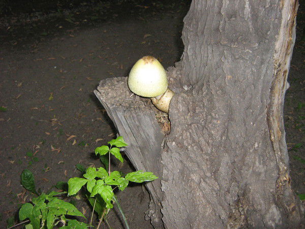 Юлия Анатольевна