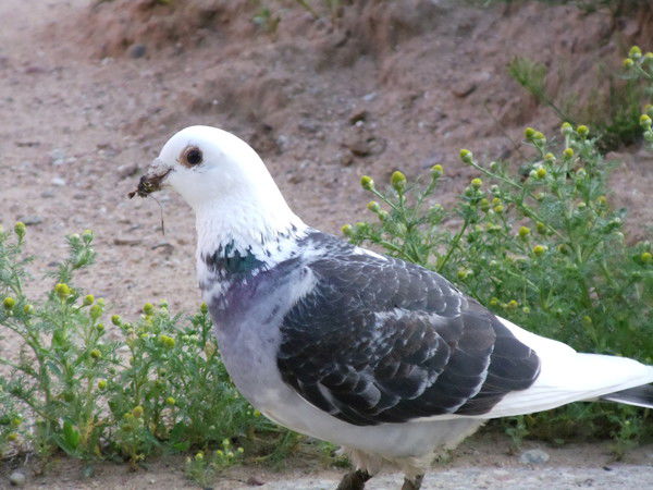 Ольга Нойманн