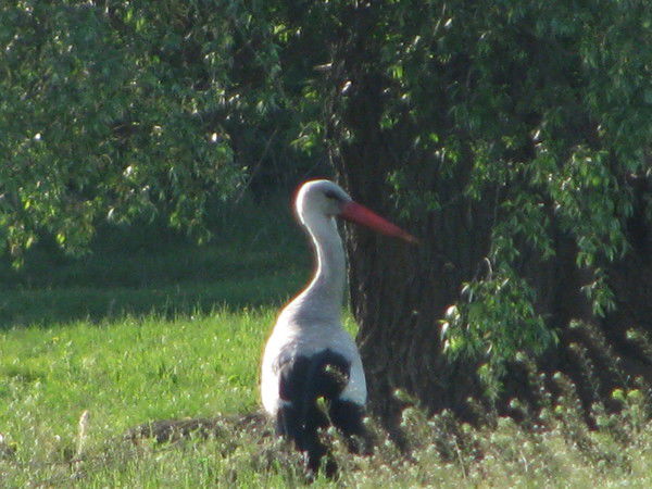 Лилия Гнедина