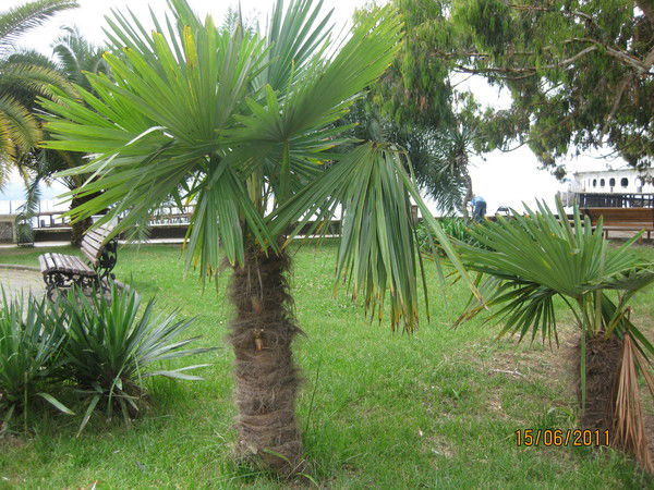 Роман Петренко