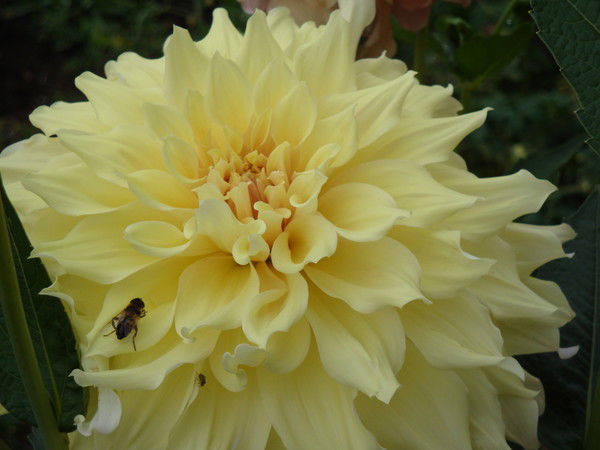 Зульфия Киямова