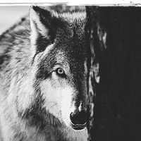 Андрей Волков