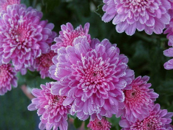 Гузалия Абуталипова